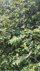 🐍 Kit Assustador de Cobras Falsas para Halloween 🎃